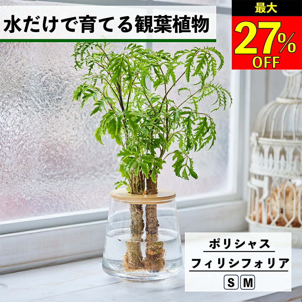 【全品10％OFF＋最大20％クーポン】 観葉植物 水耕栽培 ポリシャス フィリシフォリア ハイドロカルチャー 水だけで育てる 土を使わない インテリア 観葉植物 初心者 室内 育てやすい 水栽培 植物 卓上 リビング 玄関 小型 おしゃれ かわいい WOOTANG ウータン