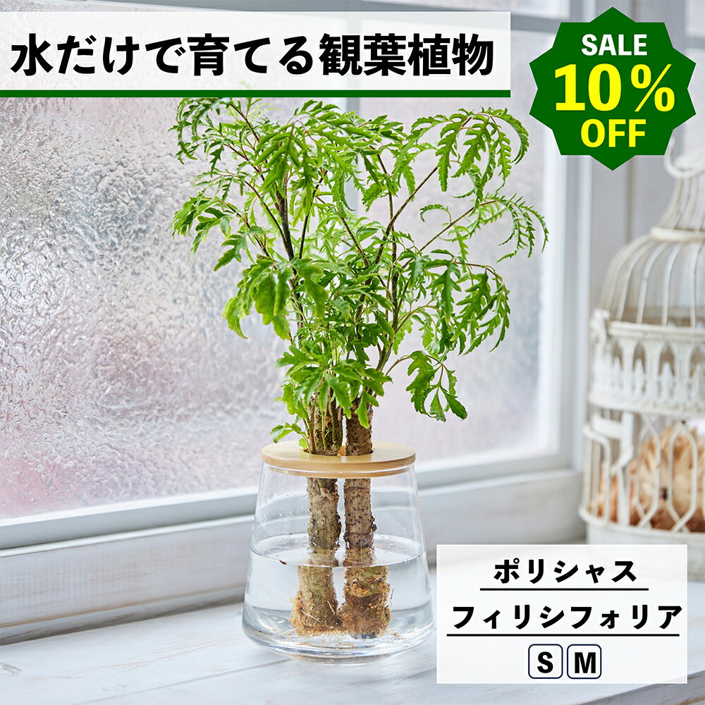 【2点以上購入で1,000円OFF】観葉植物 水耕栽培 ポリシャス フィリシフォリア ハイドロカルチャー 水だけで育てる 土を使わない インテリア 観葉植物 初心者 室内 育てやすい 水栽培 植物 卓上 リビング 玄関 小型 おしゃれ かわいい WOOTANG ウータン 植物