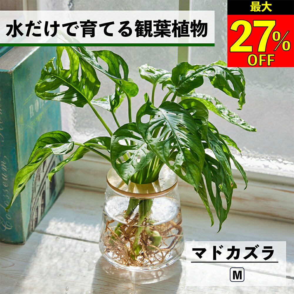 【全品10％OFF＋最大20％クーポン】 観葉植物 水耕栽培 マドカズラ 水だけで育てる ハイドロカルチャー 土を使わない インテリア グリーン 初心者 室内 育てやすい 水栽培 植物 ミニ 卓上 リビング 日陰 玄関 洗面所 小さい 小型 鉢 WOOTANG ウータン