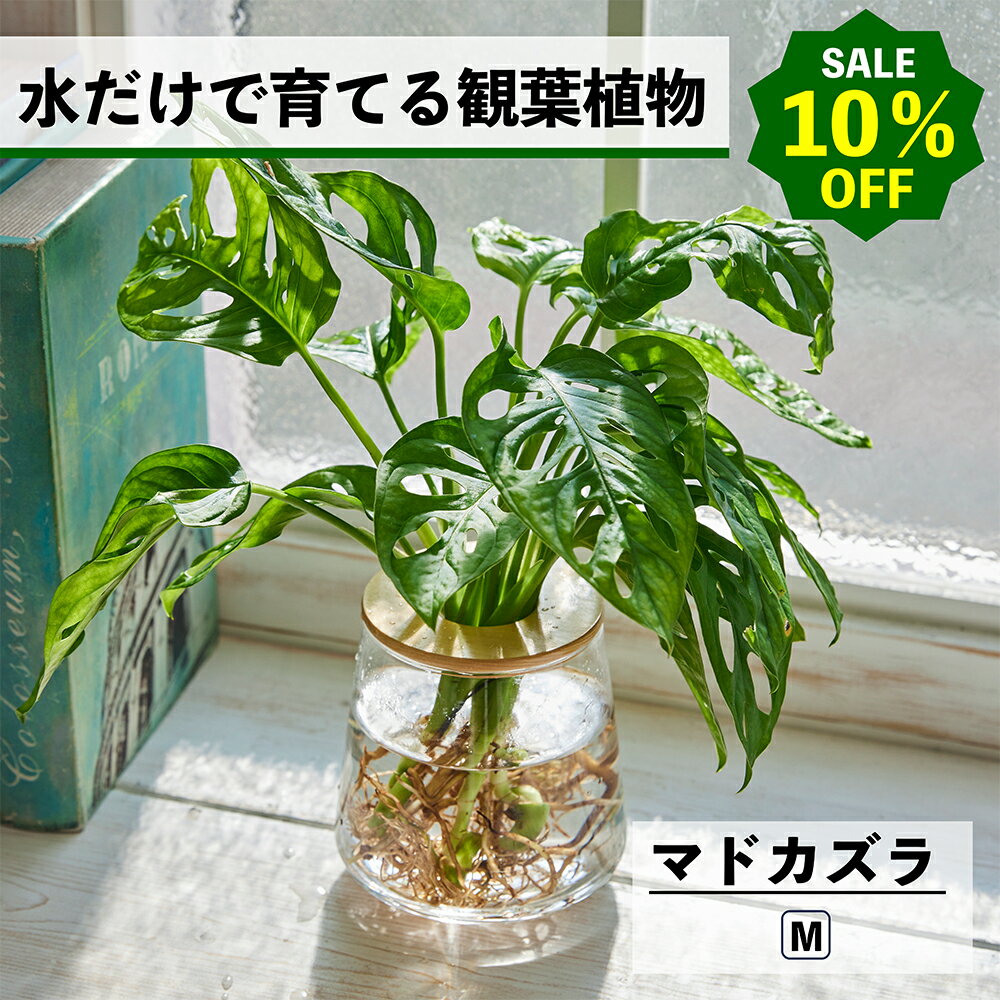 【2点以上購入で1,000円OFF】観葉植物 水耕栽培 マドカズラ 水だけで育てる ハイドロカルチャー 土を使わない インテリア グリーン 初心者 室内 育てやすい 水栽培 植物 ミニ 卓上 リビング 日陰 玄関 洗面所 小さい 小型 鉢 WOOTANG ウータン 植物