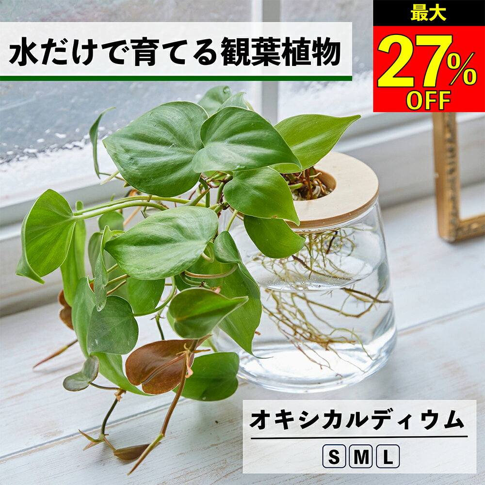 【全品10％OFF＋最大20％クーポン】 観葉植物 水耕栽培 オキシカルディウム 水だけで育てる ハイドロカルチャー 土を使わない インテリア グリーン 室内 育てやすい 水栽培 植物 ミニ 卓上 小さい 小型 かわいい WOOTANG オキシカルジューム オキシカルジウム 植物