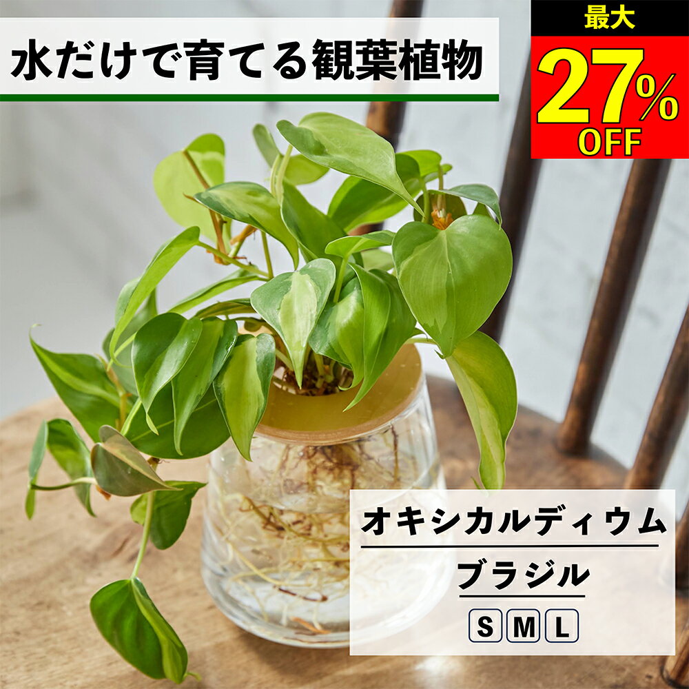 【全品10％OFF＋最大20％クーポン】 観葉植物 水耕栽培 オキシカルディウムブラジル 水だけで育てる ハイドロカルチャー 土を使わない インテリア 観葉植物 初心者 室内 育てやすい 水栽培 植物 ミニ 卓上 リビング 玄関 洗面所 小さい 小型 おしゃれ WOOTANG