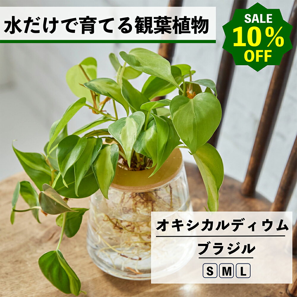 【2点以上購入で1,000円OFF】観葉植物 水耕栽培 オキシカルディウムブラジル 水だけで育てる ハイドロカルチャー 土を使わない インテリア 観葉植物 初心者 室内 育てやすい 水栽培 植物 ミニ 卓上 リビング 玄関 洗面所 小さい 小型 おしゃれ WOOTANG 植物 かわいい
