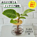【水だけで育てる観葉植物】フィカスアルテシマ 土を使わない 観葉植物 水耕栽培 インテリア 植物 室内 育てやすい ハイドロカルチャー 水栽培 ミニ観葉植物 小...