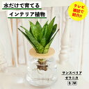 【水だけで育てる観葉植物】サンスベリア ゼラニカ 土を使わない 観葉植物 水耕栽培 インテリア 植物 室内 育てやすい ハイドロカルチャー 水栽培 ミニ観葉植物...