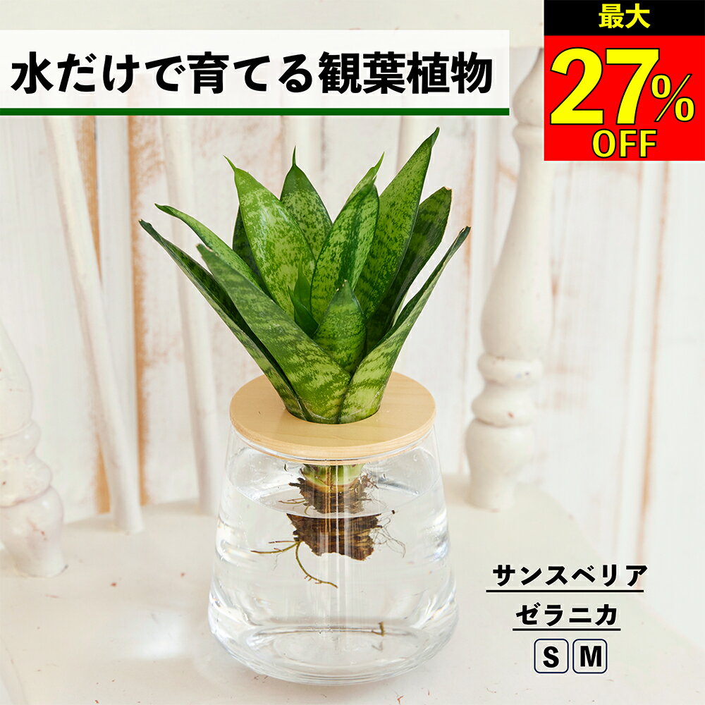 【全品10％OFF＋最大20％クーポン】 観葉植物 水耕栽培 サンスベリア ゼラニカ ハイドロカルチャー 水だけで育てる 土を使わない インテリア グリーン 初心者 室内 育てやすい 水栽培 植物 卓上 リビング 玄関 洗面所 小さい 小型 かわいい WOOTANG ウータン 植物