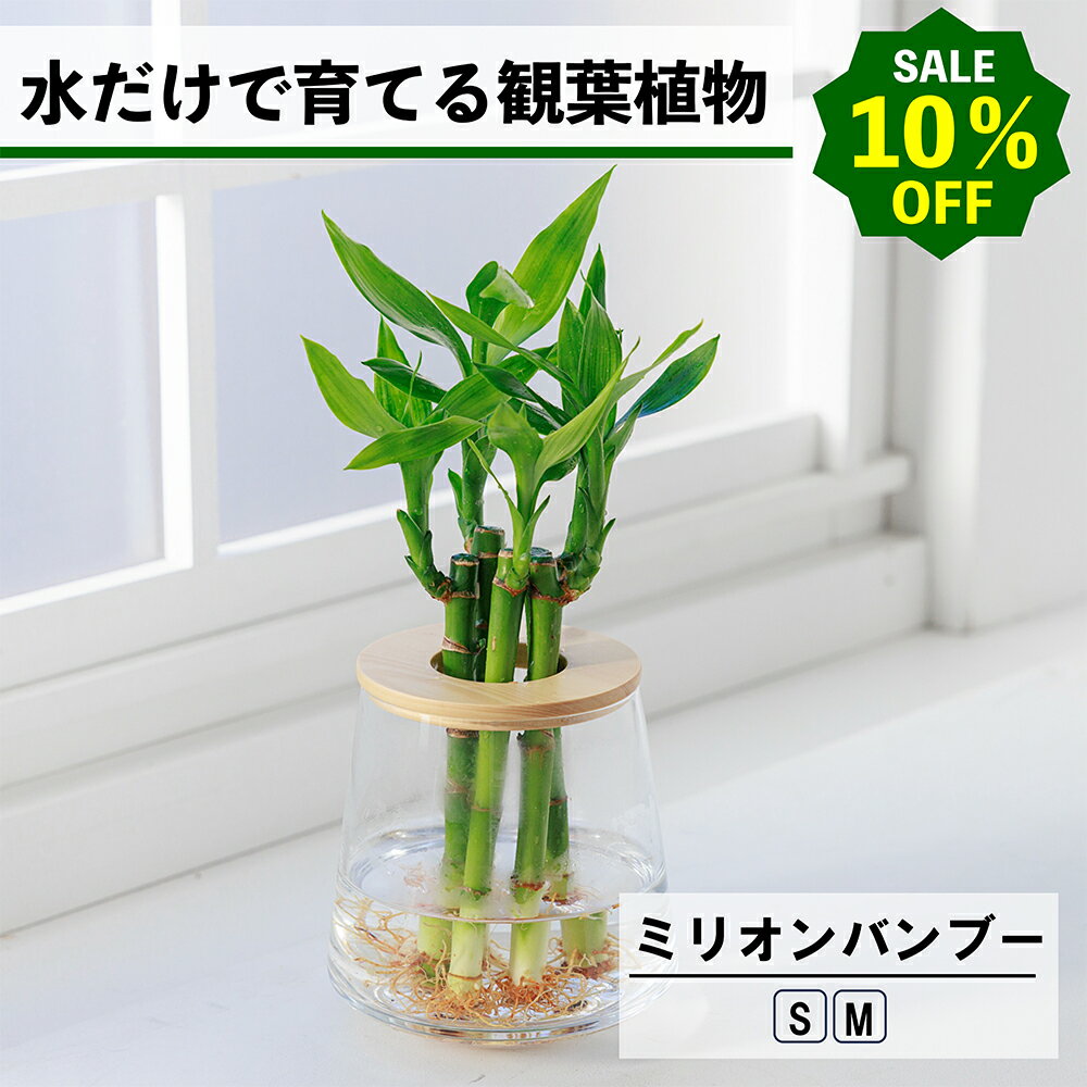 【2点以上購入で1,000円OFF】観葉植物 ミリオンバンブー 水耕栽培 ハイドロカルチャー 水だけで育てる 土を使わない インテリア 開運竹 富貴竹 万年竹 初心者 室内 育てやすい 水栽培 植物 卓上 リビング 玄関 小型 バンブー 竹 ドラセナ WOOTANG 植物 風水が良い