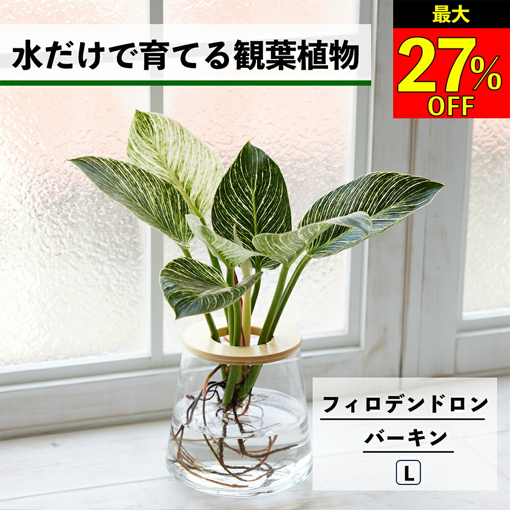 【全品10％OFF＋最大20％クーポン】 観葉植物 水耕栽培 フィロデンドロン バーキン 水だけで育てる ハイドロカルチャー 土を使わない インテリア 観葉植物 初心者 室内 育てやすい 水栽培 植物 卓上 リビング 洗面所 小さい 小型 おしゃれ WOOTANG ウータン