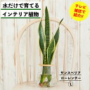 【水だけで育てる観葉植物】サンスベリア ローレンチー 土を使わない 観葉植物 水耕栽培 インテリア 植物 室内 育てやすい ハイドロカルチャー 水栽培 ミニ観葉...