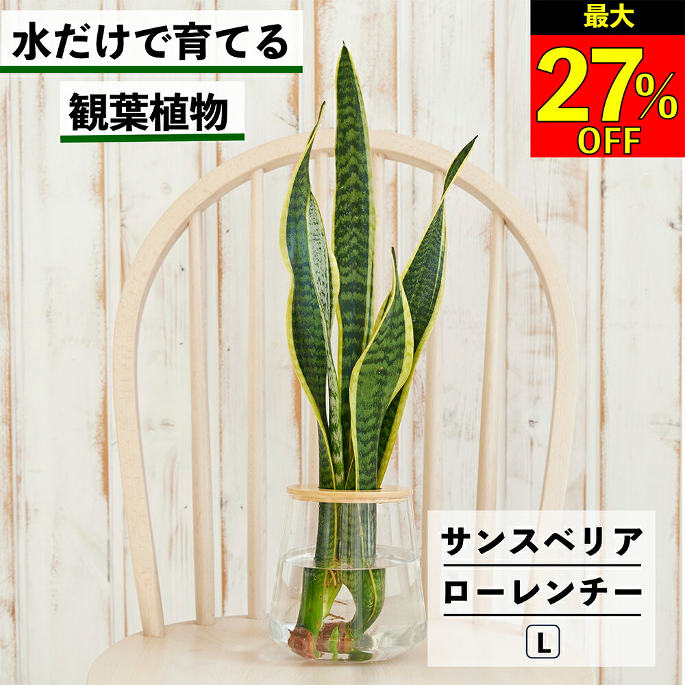 【全品10％OFF＋最大20％クーポン】 観葉植物 サンスベリア ローレンチー 水耕栽培 ハイドロカルチャー 水だけ育てる トラノオ 土を使わない インテリア 観葉植物 初心者 室内 育てやすい 水栽培 植物 リビング サンスベリアローレンチー WOOTANG ウータン
