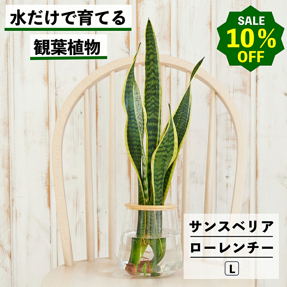 【2点以上購入で1,000円OFF】観葉植物 サンスベリア ローレンチー 水耕栽培 ハイドロカルチャー 水だけ育てる トラノオ 土を使わない インテリア 観葉植物 初心者 室内 育てやすい 水栽培 植物 リビング サンスベリアローレンチー WOOTANG ウータン 植物