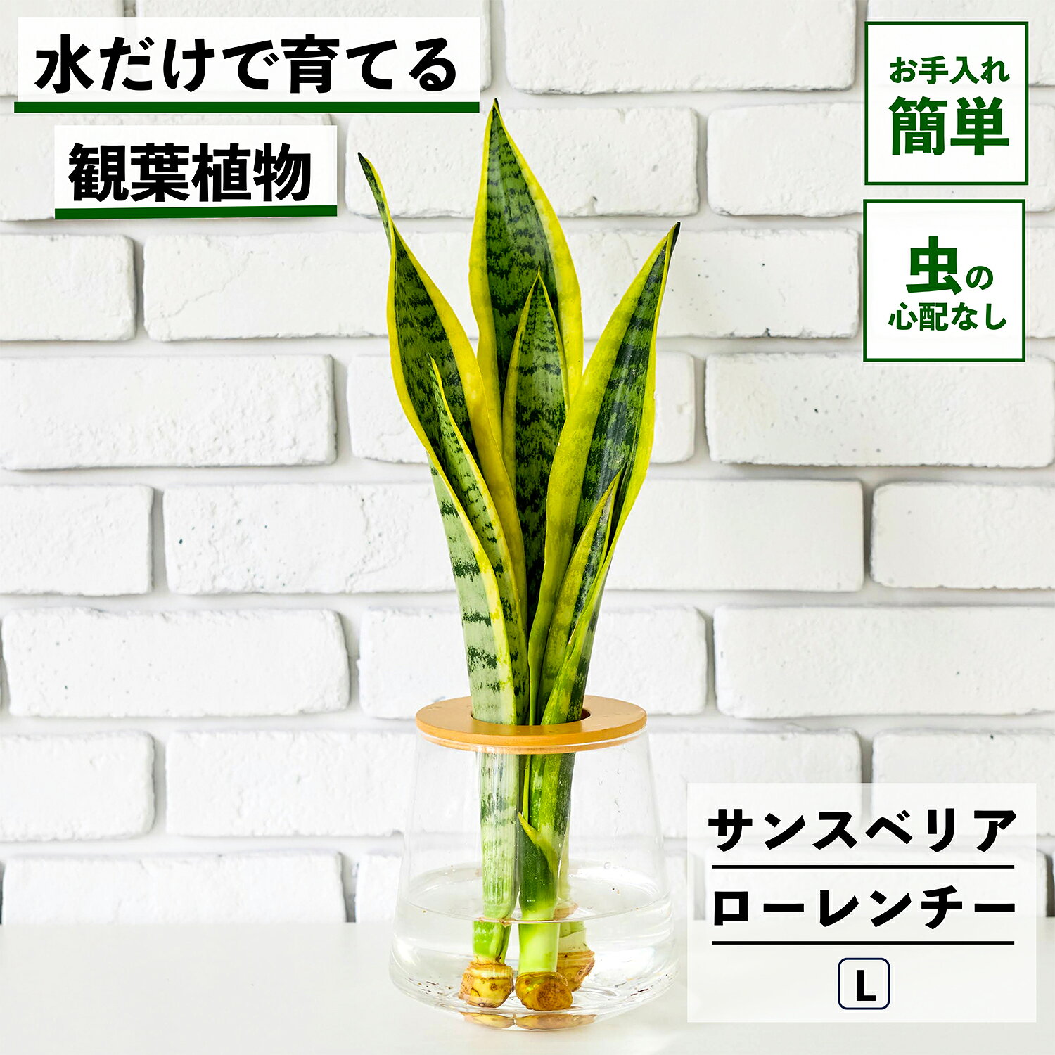 【2点以上購入で1,000円OFF】 観葉植物 サンスベリア ローレンチー 水耕栽培 ハイドロカルチャー 水だけ育てる トラノオ 土を使わない インテリア 観葉植物 初心者 室内 育てやすい 水栽培 植物 リビング サンスベリアローレンチー WOOTANG ウータン 植物
