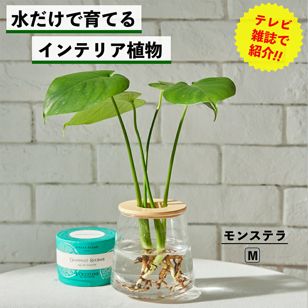 モンステラ土を使わない水耕栽培イン...