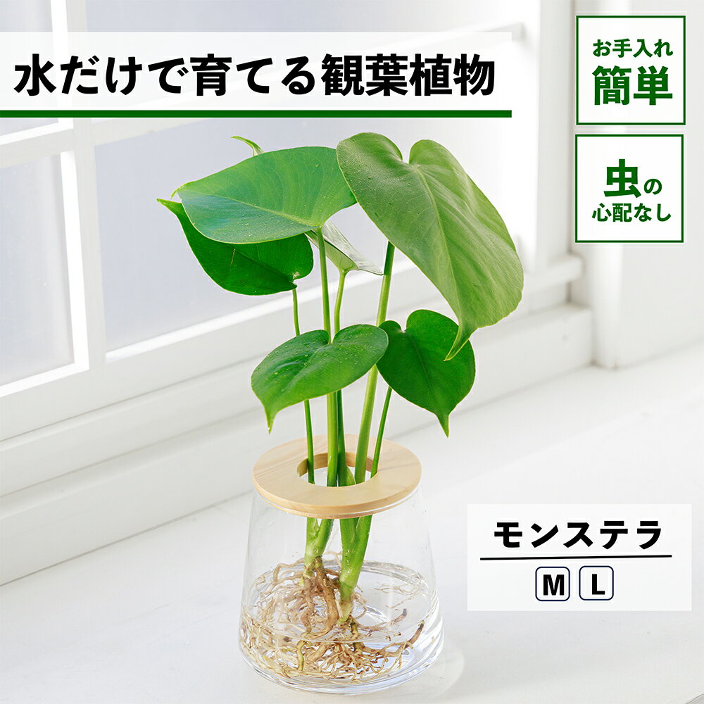 【2点以上購入で1,000円OFF】観葉植物 水耕栽培 モンステラ 水だけで育てる ハイドロカルチャー 土を使わない インテリア 観葉植物 初心者 室内 育てやすい 水栽培 植物 ミニ 卓上 リビング 日陰 玄関 トイレ 小さい 小型 鉢 おしゃれ WOOTANG ウータン 植物 かわいい