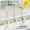 【水だけで育てる】アボカド栽培Vase 水耕栽培 土を使わない アボカドの種 インテリア アボカド アボカド栽培 植物 室内 育てやすい ハイドロカルチャー 水...