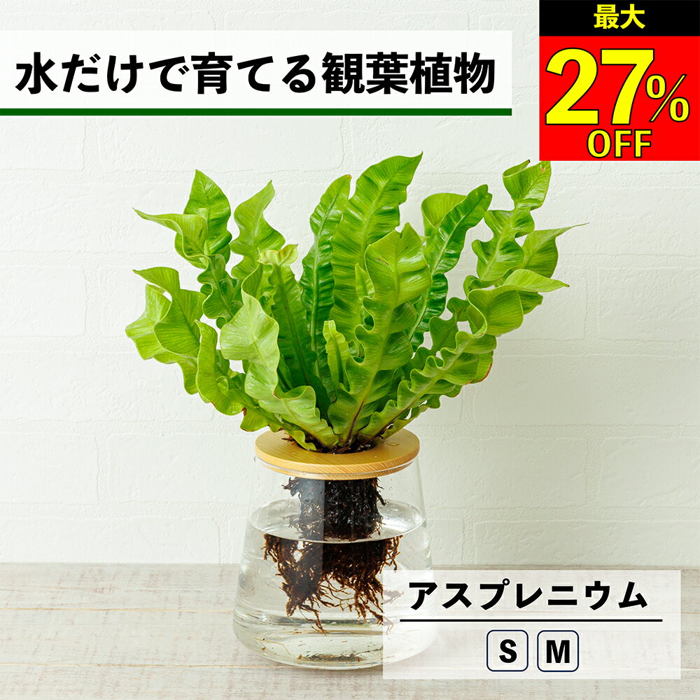 【全品10％OFF＋最大20％クーポン】 観葉植物 アスプレニウム 水耕栽培 ハイドロカルチャー 水だけで育てる 土を使わない インテリア 観葉植物 初心者 室内 育てやすい 水栽培 植物 卓上 リビング 日陰 玄関 洗面所 小さい 小型 鉢 おしゃれ WOOTANG アビス 植物