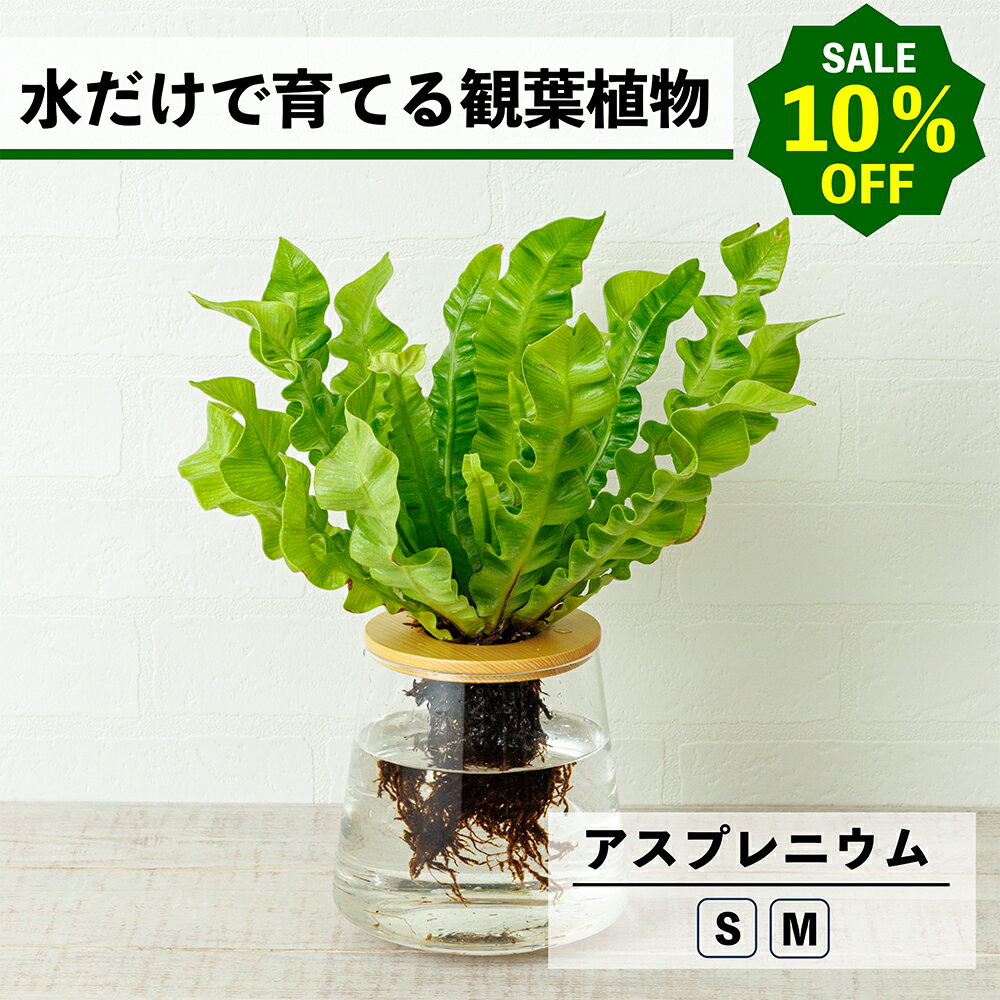 【2点以上購入で1,000円OFF】観葉植物 アスプレニウム 水耕栽培 ハイドロカルチャー 水だけで育てる 土を使わない インテリア 観葉植物 初心者 室内 育てやすい 水栽培 植物 卓上 リビング 日陰 玄関 洗面所 小さい 小型 鉢 おしゃれ WOOTANG アビス 植物
