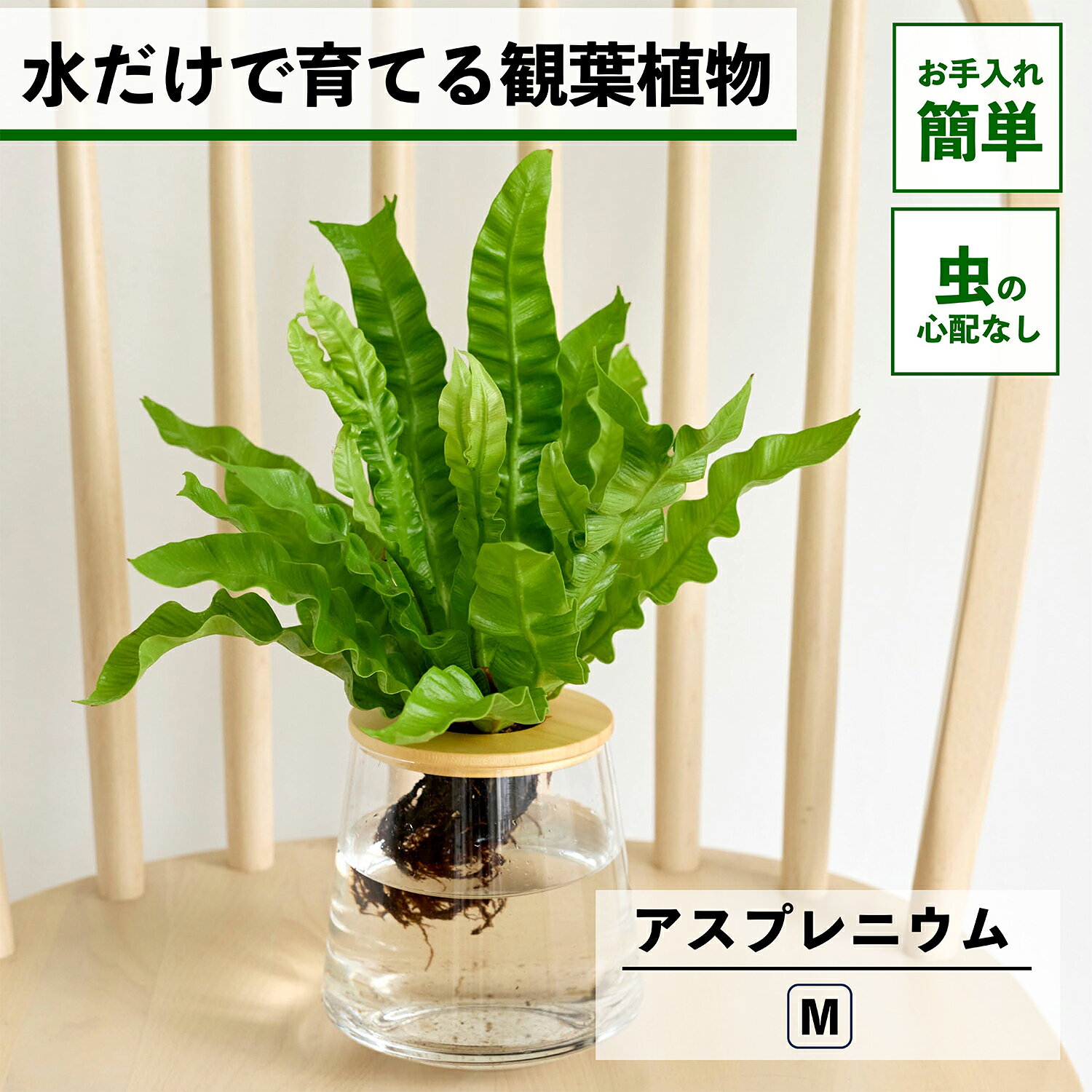 【2点以上購入で1,000円OFF】 観葉植物 アスプレニウム 水耕栽培 ハイドロカルチャー 水だけで育てる 土を使わない インテリア 観葉植物 初心者 室内 育てやすい 水栽培 植物 卓上 リビング 日陰 玄関 洗面所 小さい 小型 鉢 おしゃれ WOOTANG アビス 植物