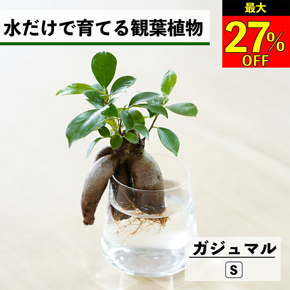 【全品10％OFF＋最大20％クーポン】 観葉植物 水耕栽培 ガジュマル 多幸の木 水だけで育てる ハイドロカルチャー 土を使わない インテリア 観葉植物 初心者 室内 育てやすい 水栽培 植物 ミニ 卓上 リビング 玄関 洗面所 小さい おしゃれ かわいい WOOTANG
