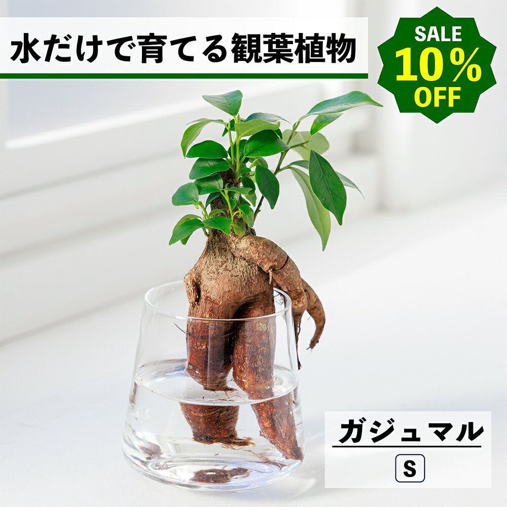 【2点以上購入で1,000円OFF】観葉植物 水耕栽培 ガジュマル 多幸の木 水だけで育てる ハイドロカルチャー 土を使わない インテリア 観葉植物 初心者 室内 育てやすい 水栽培 植物 ミニ 卓上 リビング 玄関 洗面所 小さい おしゃれ かわいい WOOTANG 植物 ガジュマルの木
