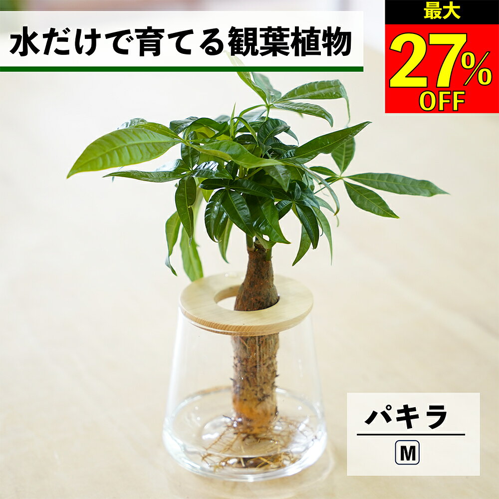 【全品10％OFF＋最大20％クーポン】 観葉植物 水耕栽培 パキラ ハイドロカルチャー 水だけで育てる 土を使わない インテリア 観葉植物 初心者 室内 育てやすい 水栽培 植物 ミニ観葉植物 卓上 リビング 日陰 玄関 小さい 小型 鉢 おしゃれ WOOTANG 発財樹 植物