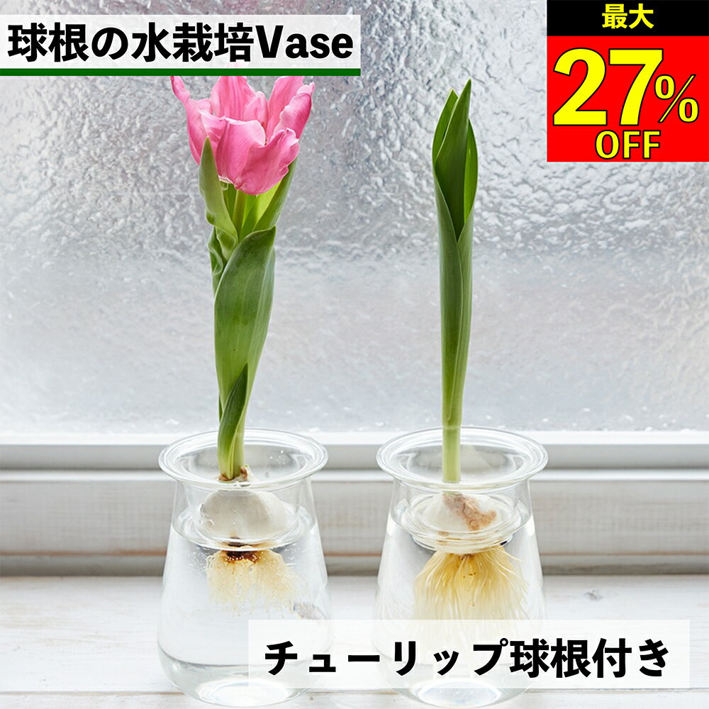 【全品10％OFF＋最大20％クーポン】チューリップ水栽培 チューリップ 球根 チューリップ球根 チューリップ水耕栽培 水耕栽培 水栽培 球根vase 球根器 球根水栽培 チューリップの水栽培 フラワーベース 器 花瓶 容器 球根の水栽培 球根セット チューリップ栽培のサムネイル