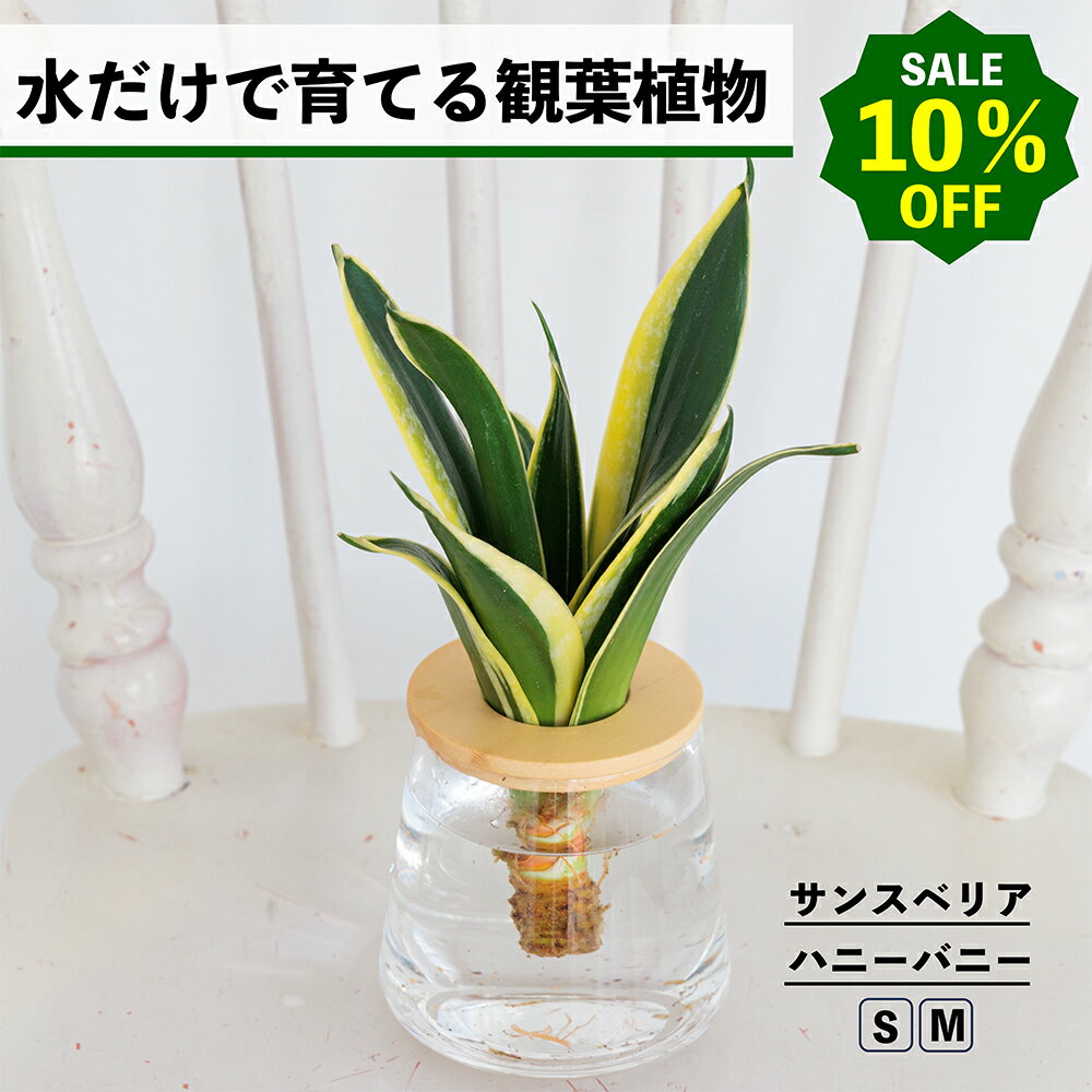 【2点以上購入で1,000円OFF】観葉植物 水耕栽培 サンスベリア ハニーバニー ハイドロカルチャー 水だけで育てる 土を使わない インテリア グリーン 初心者 室内 育てやすい 水栽培 植物 卓上 リビング 玄関 洗面所 小さい 小型 かわいい WOOTANG ウータン 植物