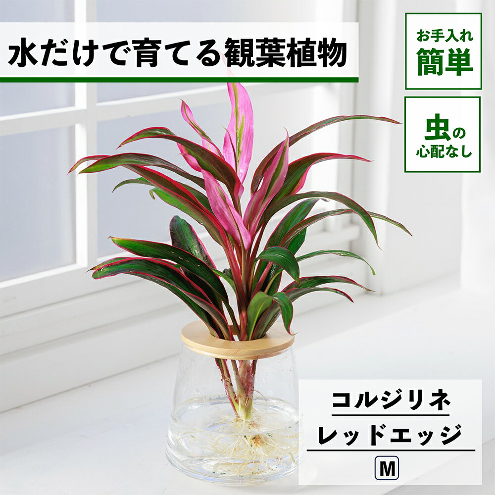 【2点以上購入で1,000円OFF】観葉植物 水耕栽培 コルジリネ レッドエッジ 水だけで育てる ハイドロカルチャー 土を使わない 虫がでない インテリア 観葉植物 初心者 室内 育てやすい 水栽培 植物 卓上 リビング 日陰 玄関 トイレ 小さい 小型 おしゃれ WOOTANG ウータン 植物