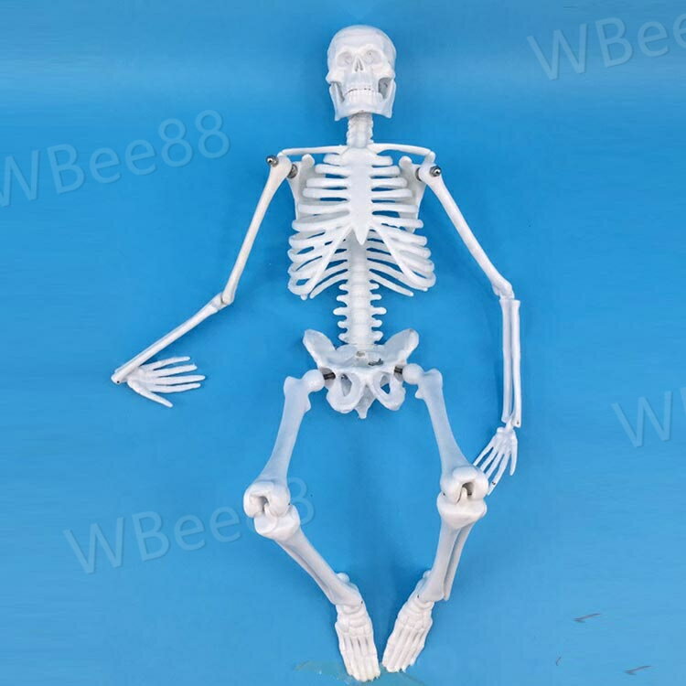 人体模型 45cm 人体骨格模型 骨格標本 稼動 直立 スタンド 教材 45cm 1/4 モデル 骨 骨格 模型 骸骨 フィギュア 全身骨格模型 人体模型おもちゃ ホワイト 台座付き 2