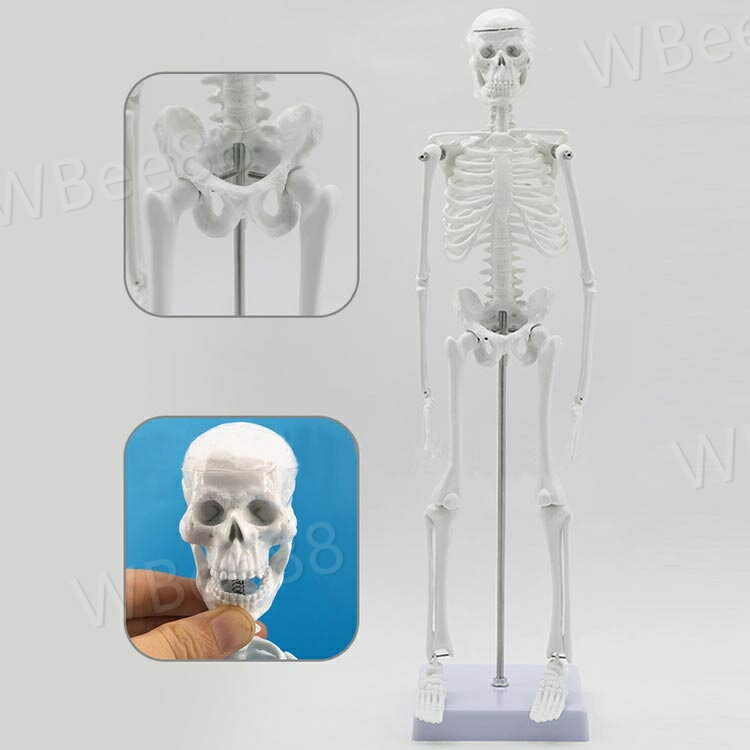 人体模型 45cm 人体骨格模型 骨格標本 稼動 直立 スタンド 教材 45cm 1/4 モデル 骨 骨格 模型 骸骨 フィギュア 全身骨格模型 人体模型おもちゃ ホワイト 台座付き 3