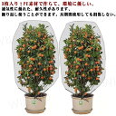 防虫網 通気性 植物保護カバー 80*100cm 農業用 80*80cm 虫よけネット 防虫シート 3個セット 畑 防虫ネット 防虫ネット 花壇適用 虫鳥除け網...