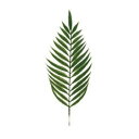 アレカヤシ Dypsis Lutescens の育て方 ゆるぷ アレカヤシ Dypsis Lutescens の育て方 ゆるぷ