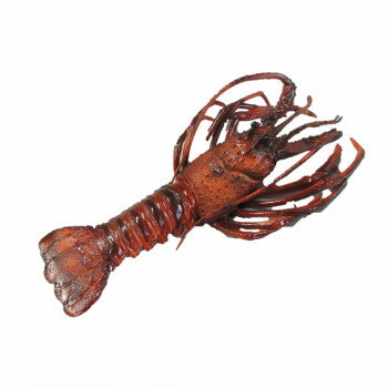 日本職人が作る 食品サンプル 伊勢海老(大) IP-381