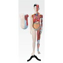 人体解剖模型 【男／137cm・31分解】 J-106-0【代引不可】