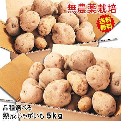 【送料無料】じゃがいも 5kg 無農薬栽培男爵 キタアカリ 品種が選べるジャガイモ岩手県軽米町産 無農薬 低温熟成貯蔵 5キロじゃがいも 種芋ではない【男爵イモ きたあかり 北あかり】AB品混載 お得 訳ありじゃがいも【税込1980円】