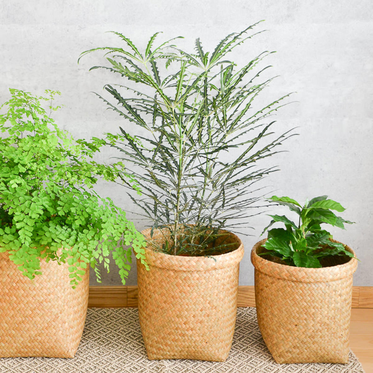 Rakuten - 丸かご 整理かご S/M/Lサイズ カチュー 水草 筒型 スタンド型 観葉植物カバー 手編み タイ製