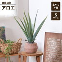 【値下げSALE】人工観葉植物 フェイクグリーン 観葉植物 アロエ S セメントポット 卓上 インテリアガーデン 手入れ不要 おしゃれ 人工植物