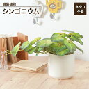 【値下げSALE】フェイクグリーン 観葉植物 人工観葉植物 シンゴニウム セラミックポット 卓上 インテリアガーデン お手入れ不要 おしゃれ