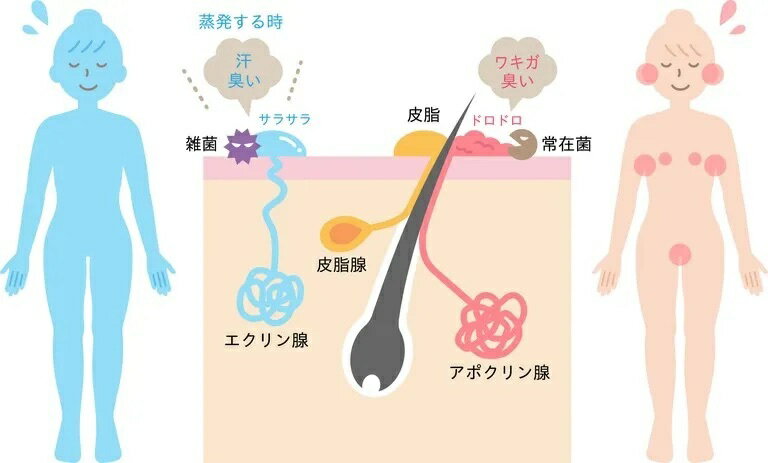 からだの汚れ・体臭予防薬用ボディソープ 女性向＋子供 詰替用 400ml 4袋セット クロバーコーポレーション 3