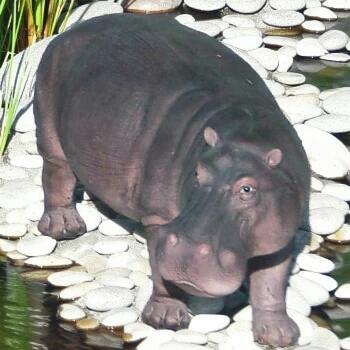 かばの置物 6441HT 動物 置物 玄関 オブジェ ガーデン オーナメント ガーデニング ガーデンオブジェ アニマル リアル 庭 インテリア ジャングル...