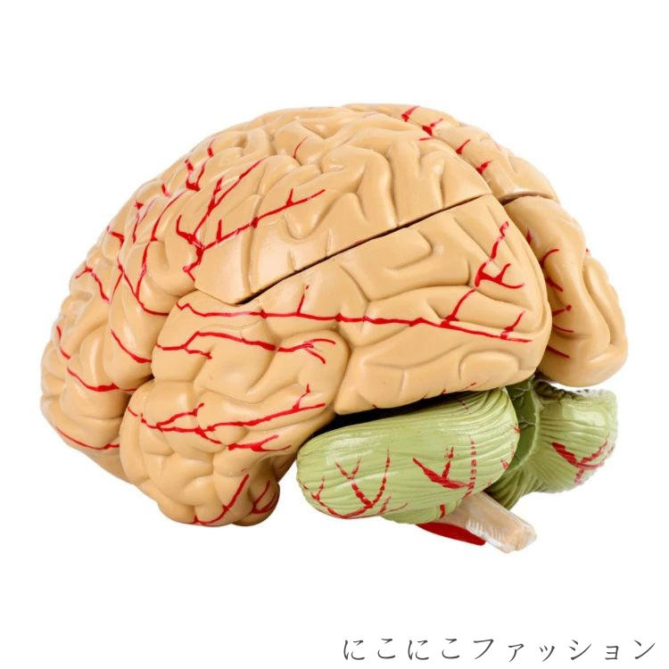 大脳 解剖 脳モデル 医学生 模型 仕組み 勉...の紹介画像3
