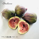 【 無農薬 化学肥料不使用 白いちじくの貴婦人 バローネの丸ごと冷凍 1Kg 】国産 希少品種 いちじく ジェラート アイスクリーム 原料 かき氷 トッピング ...