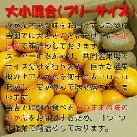 香川産みかんキウイセット小【11月下旬より順次発送♪】(ミカン産地直送)