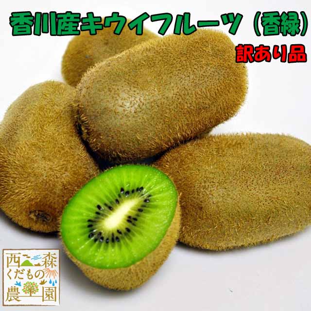 ＼早期発送／香川産 訳ありキウイフルーツ（香緑） 1kg［2kg以上送料無料♪］国産 家庭用 小粒