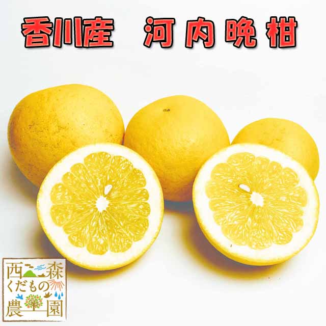 ＼早期発送／香川産 河内晩柑（文旦）【1.5kg】［2つ以上送料無料♪］（和製グレープフルーツ・美生 ...