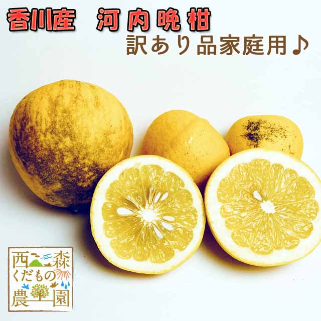 ＼早期発送／香川産 河内晩柑（文旦） 訳あり品【家庭用1.5kg】［2つ以上送料無料♪］（和製グレープフ..