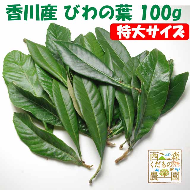 ＼早期発送／【送料無料】香川産 びわの葉《特選特大》100g（1袋 生葉 約10枚）♪［国産 無農薬］（枇杷葉・びわ生葉）温灸・湿布・びわ..