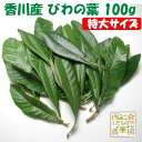 ＼早期発送／【送料無料】香川産 びわの葉《特選特大》100g（1袋 生葉 約10枚）♪［国産 無農薬 ...