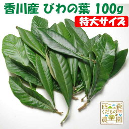 ＼早期発送／【送料無料】香川産 びわの葉《特選特大》100g（1袋 生葉 約10枚）♪［国産 無農薬］（枇杷葉・びわ生葉）温灸・湿布・びわエキス・びわ療法