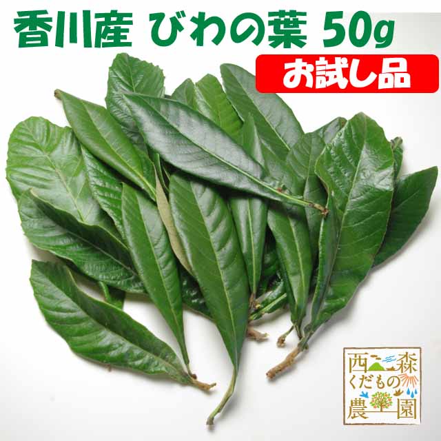 ＼早期発送／香川産 びわの葉【お試し品・送料無料】（1袋50g 生葉約10枚）♪温灸・湿布・びわエキス・びわ療法